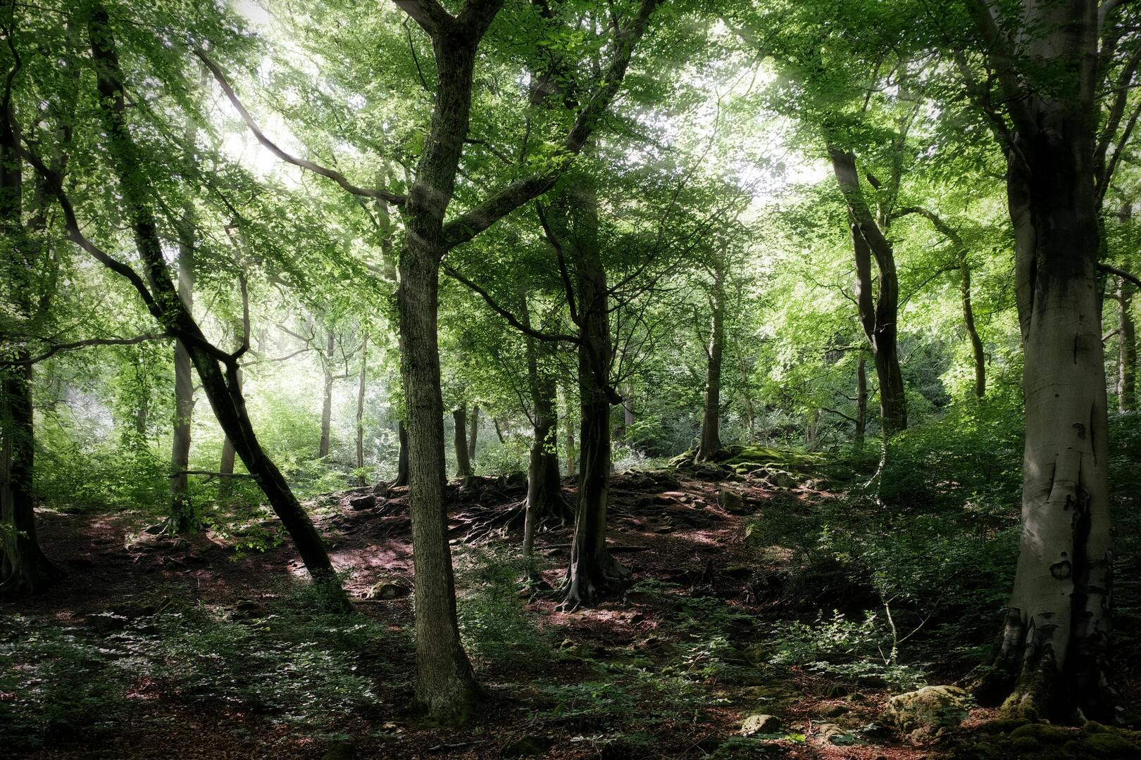 Forest Walks San Pedro